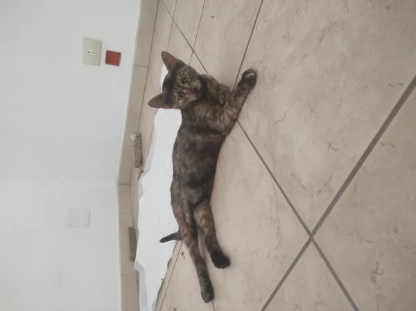 Gattina bellissima | Foto 0