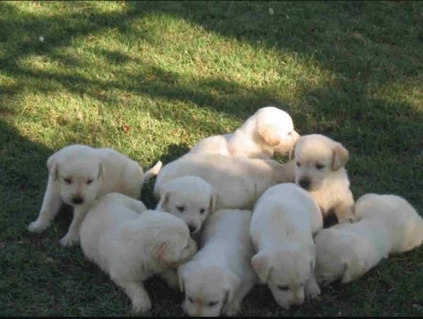 cuccioli labrador miele con pedigree 
