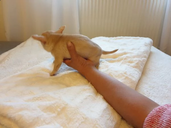 cuccioletto di chiwawa  | Foto 0