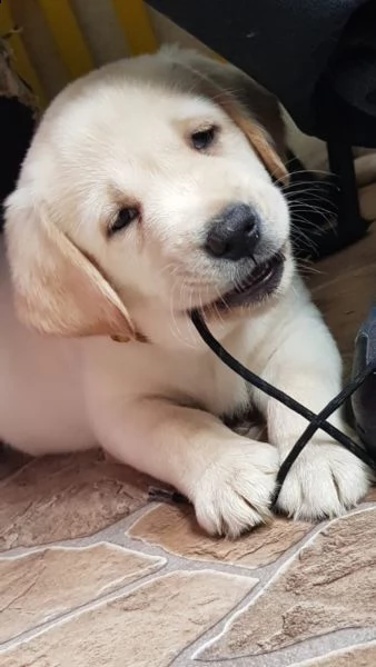  labradore retriever cuccioli con pedigrée | Foto 2