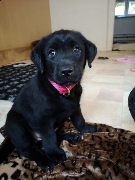  labradore retriever cuccioli con pedigrée