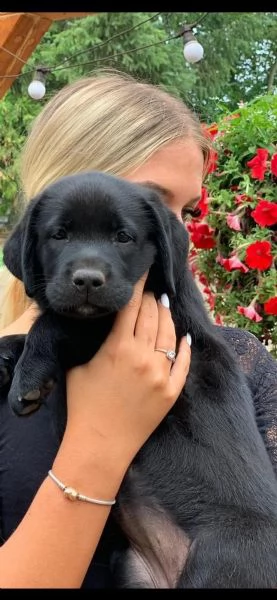  labradore retriever cuccioli con pedigrée | Foto 0