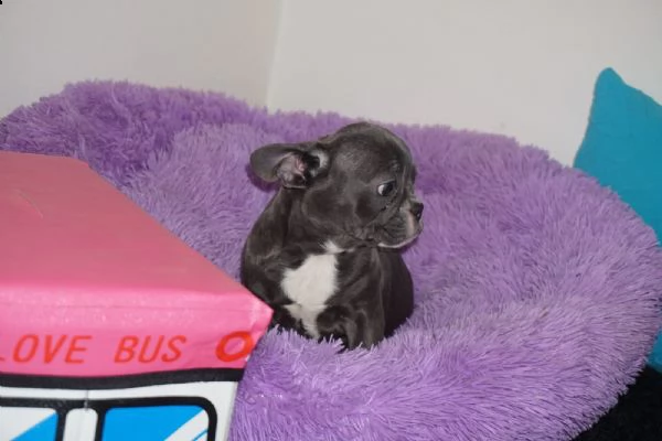  bouledogue - bulldog francese nero cuccioli | Foto 2