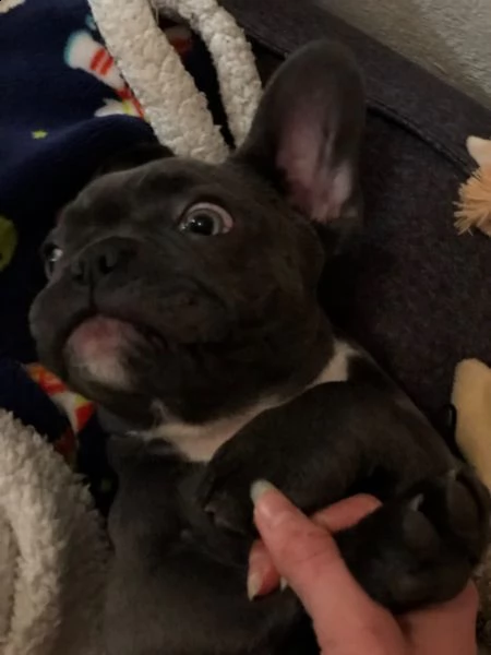  bouledogue - bulldog francese nero cuccioli