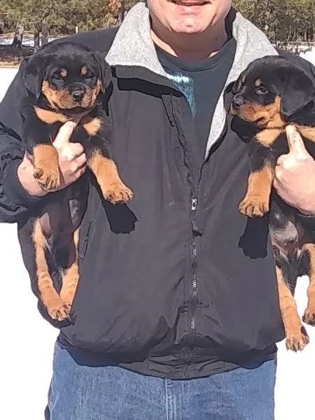 cuccioli di rottweiler selezionati alta genealogia | Foto 1