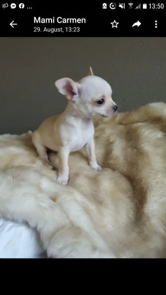 meravigliosi chihuahua disponibili | Foto 3