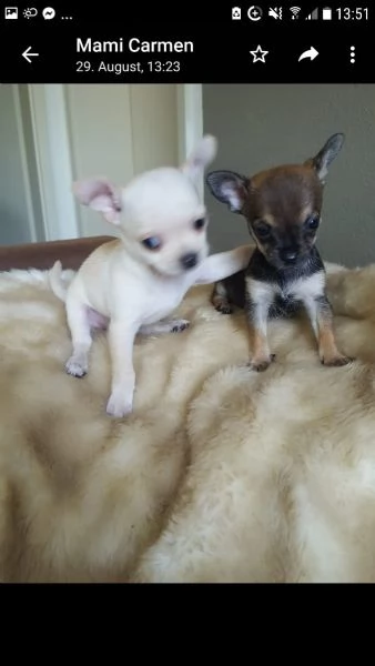 meravigliosi chihuahua disponibili | Foto 2