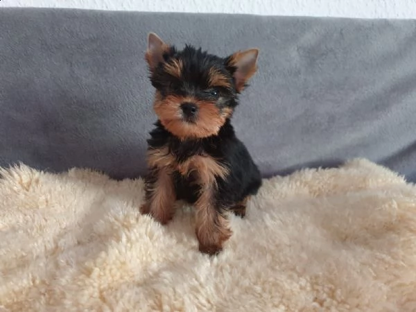 bellissimo cucciolo di york shire mini toy buonissimo eccellentissimo e generosissimo 