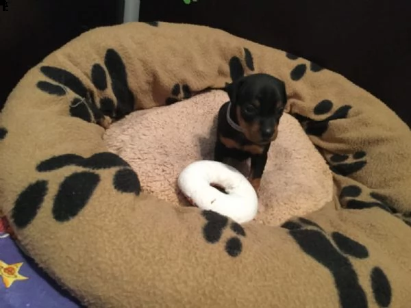 cucciolata di pincher nano  | Foto 1