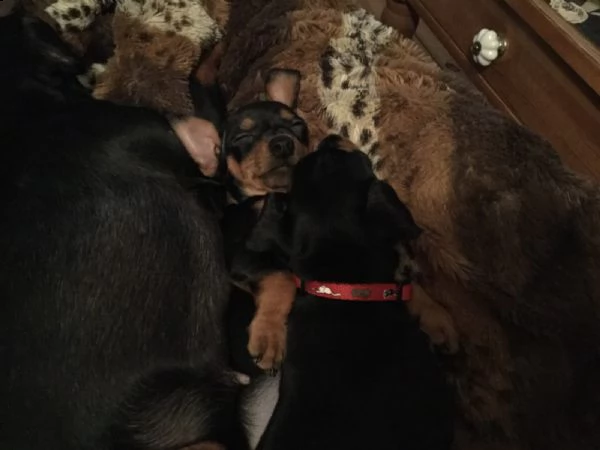 cucciolata di pincher nano  | Foto 0