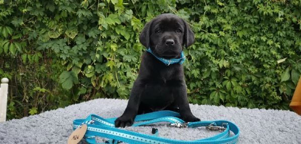 labrador cuccioli | Foto 2