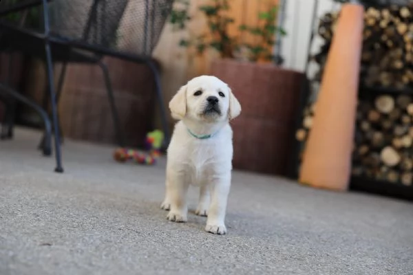 labrador cuccioli