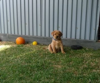 labrador cuccioli | Foto 1