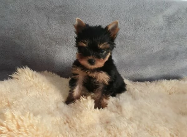 yorkshire cuccioli 