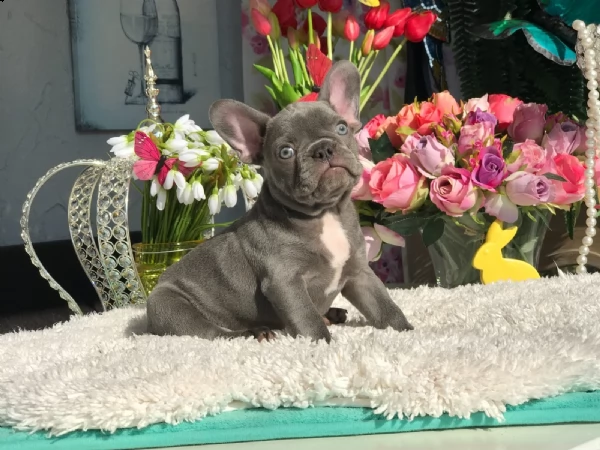 fantastica bouledogue francese coloratissimi | Foto 1