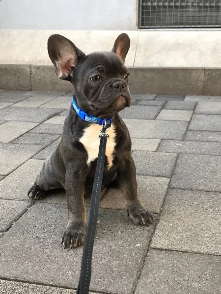 fantastica bouledogue francese coloratissimi | Foto 0