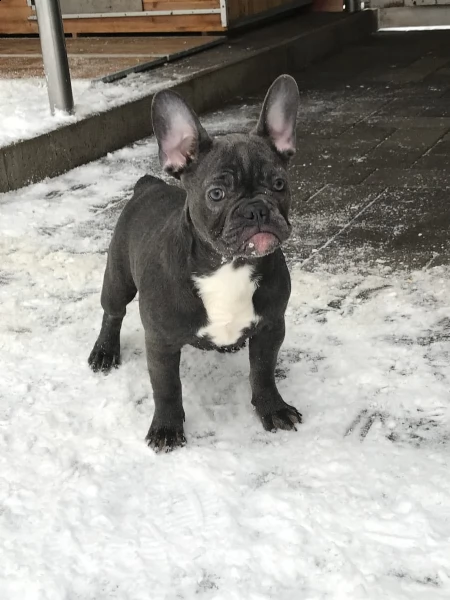 fantastica bouledogue francese coloratissimi