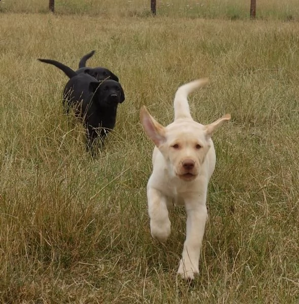disponibili cuccioli stupendi di labrador retriever | Foto 2
