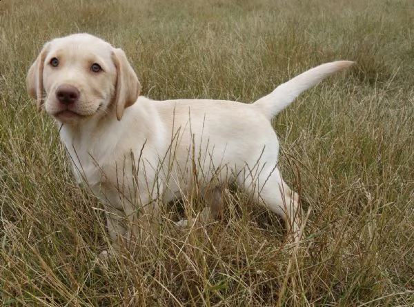 disponibili cuccioli stupendi di labrador retriever | Foto 0