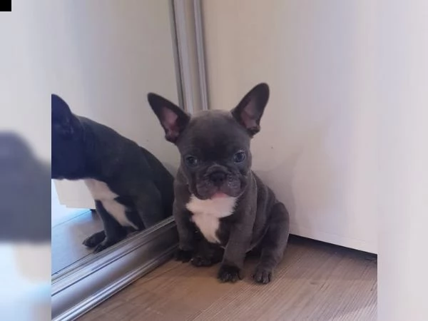 cuccioli di bouledogue francese. | Foto 1