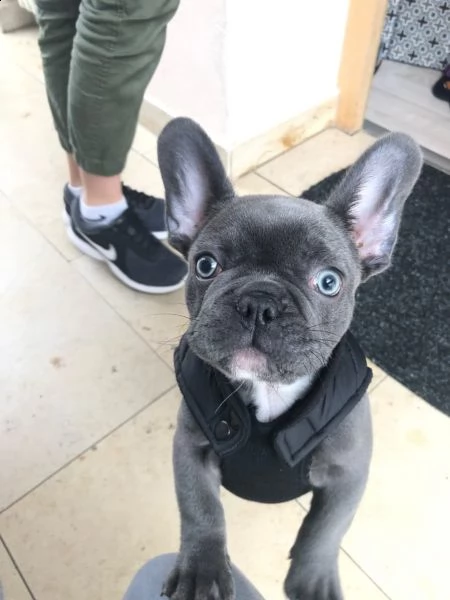 cuccioli di bouledogue francese. | Foto 0