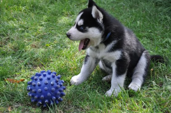 cuccioli di razza siberian husky occhi blu | Foto 1