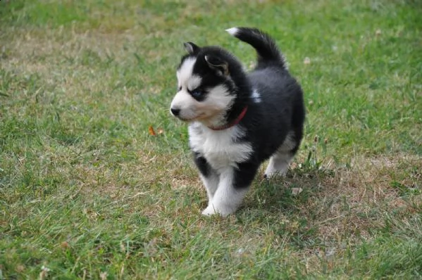 cuccioli di razza siberian husky occhi blu