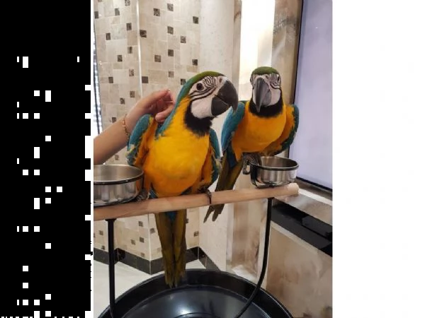 ara blu e oro parlanti sani pronti