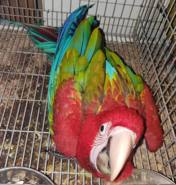 pappagallo ara chloroptera | Foto 0