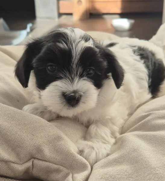 CUCCIOLI BICHON HAVANAIS PEDIGREE ENCI