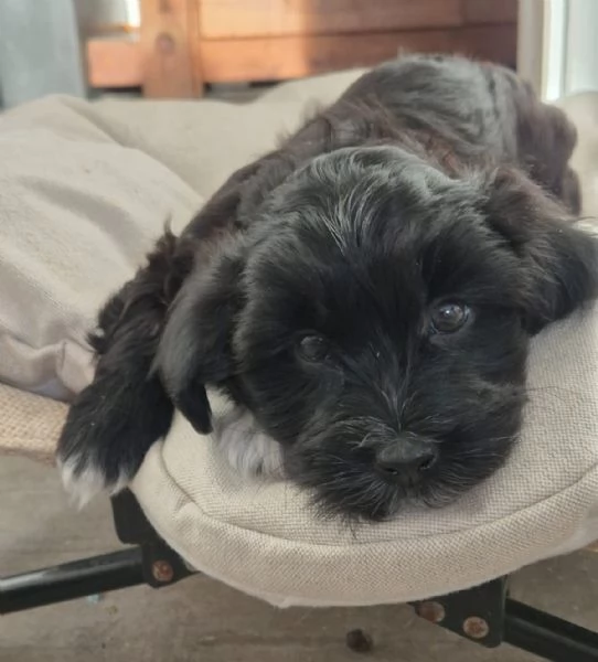 CUCCIOLI BICHON HAVANAIS PEDIGREE ENCI | Foto 4