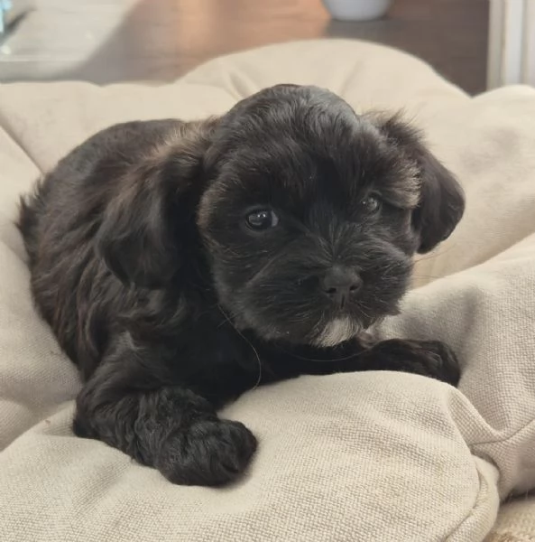 CUCCIOLI BICHON HAVANAIS PEDIGREE ENCI | Foto 3