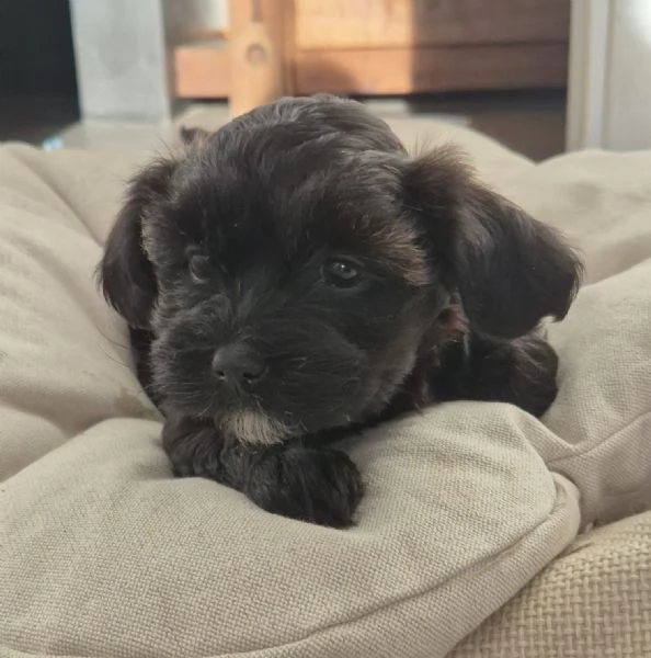 CUCCIOLI BICHON HAVANAIS PEDIGREE ENCI | Foto 1