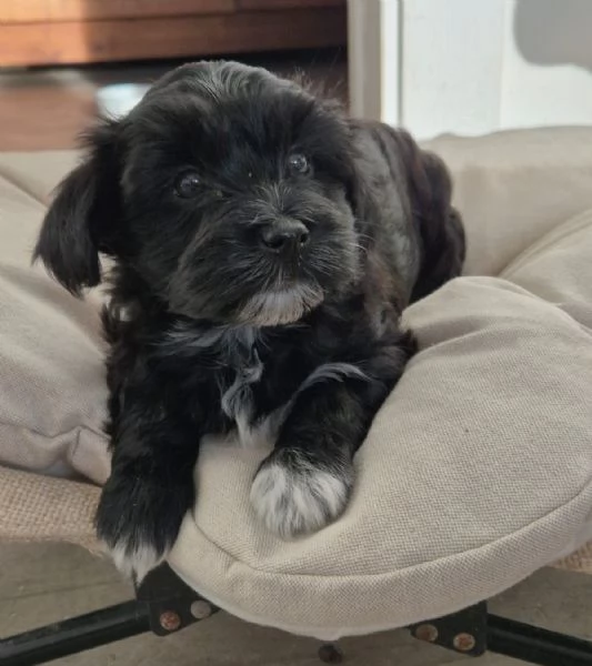 CUCCIOLI BICHON HAVANAIS PEDIGREE ENCI | Foto 0