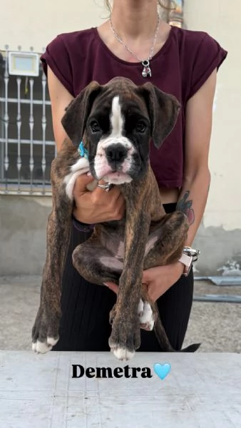 Cuccioli boxer da Riproduzione Selezionata | Foto 14
