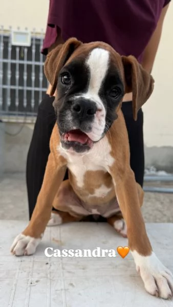 Cuccioli boxer da Riproduzione Selezionata | Foto 13