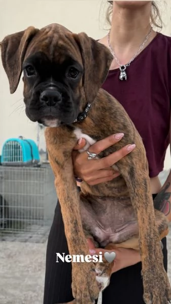 Cuccioli boxer da Riproduzione Selezionata | Foto 12