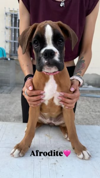 Cuccioli boxer da Riproduzione Selezionata | Foto 11