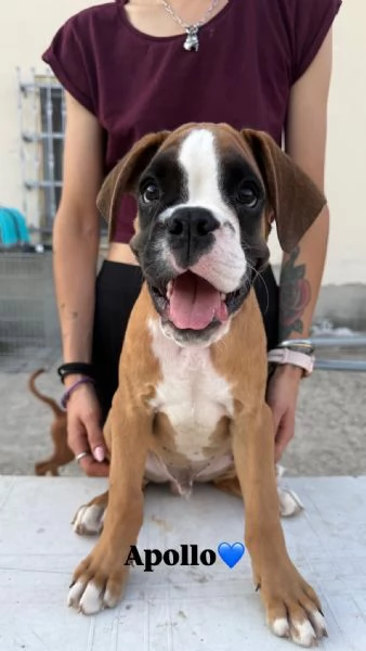 Cuccioli boxer da Riproduzione Selezionata