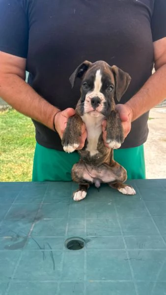 Cuccioli boxer da Riproduzione Selezionata | Foto 10