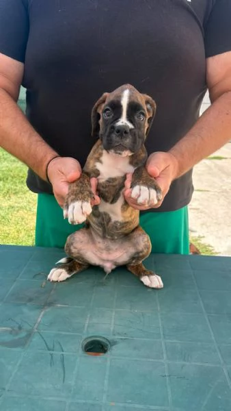 Cuccioli boxer da Riproduzione Selezionata | Foto 9
