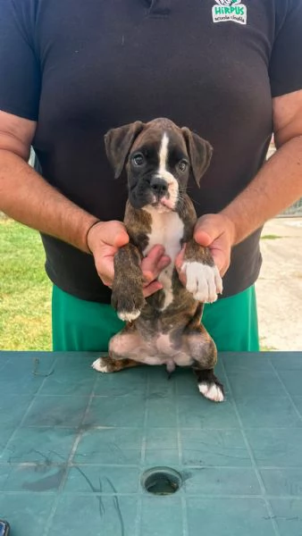 Cuccioli boxer da Riproduzione Selezionata | Foto 8