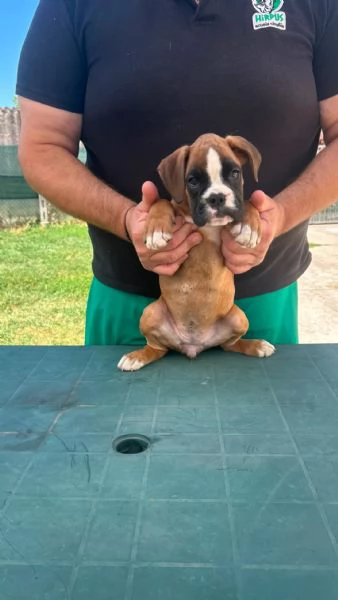 Cuccioli boxer da Riproduzione Selezionata | Foto 7