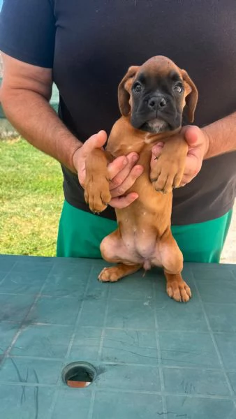 Cuccioli boxer da Riproduzione Selezionata | Foto 6