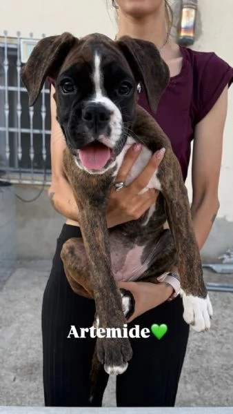 Cuccioli boxer da Riproduzione Selezionata | Foto 5