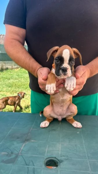 Cuccioli boxer da Riproduzione Selezionata | Foto 4