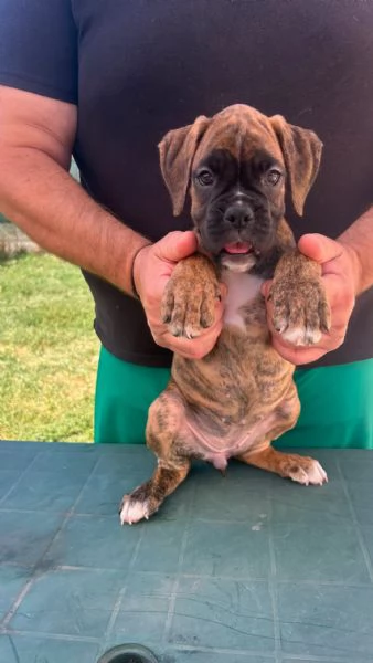 Cuccioli boxer da Riproduzione Selezionata | Foto 3