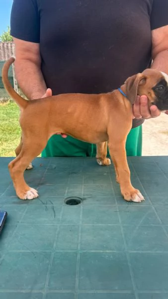 Cuccioli boxer da Riproduzione Selezionata | Foto 2