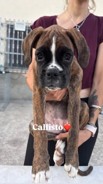 Cuccioli boxer da Riproduzione Selezionata | Foto 1