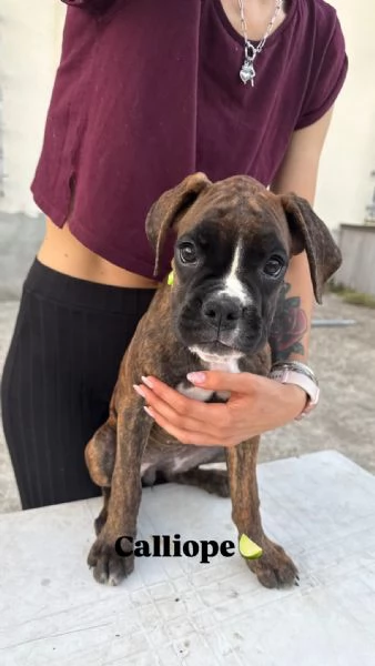 Cuccioli boxer da Riproduzione Selezionata | Foto 0